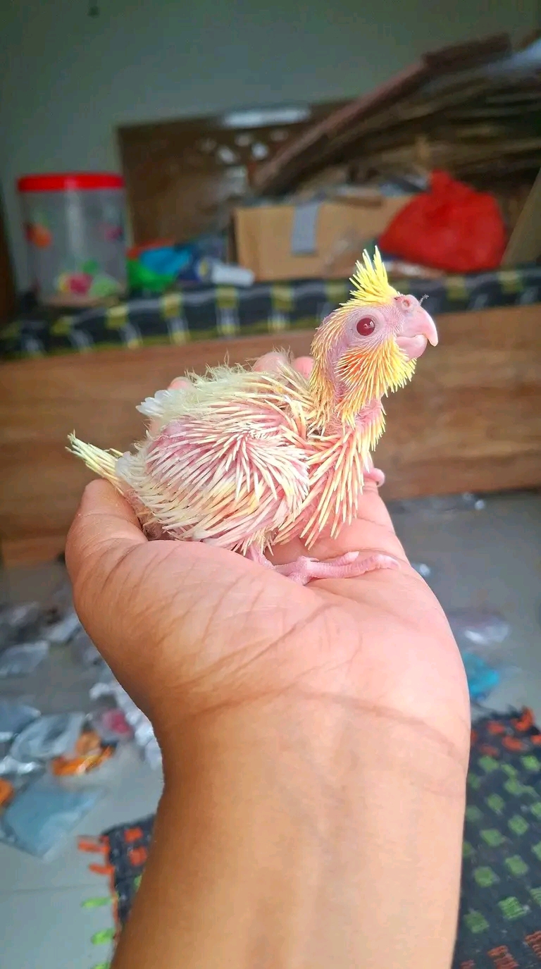 Cockatiel chick