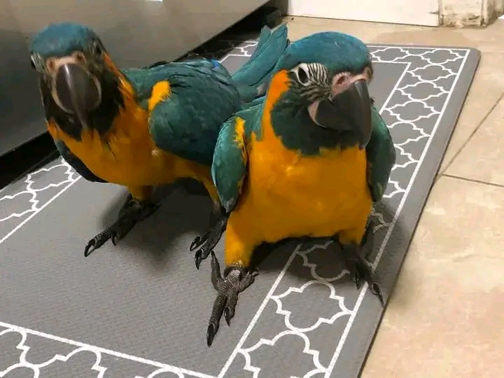 Blue and yellow macaw