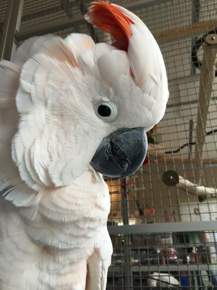 Moluccan cockatoo