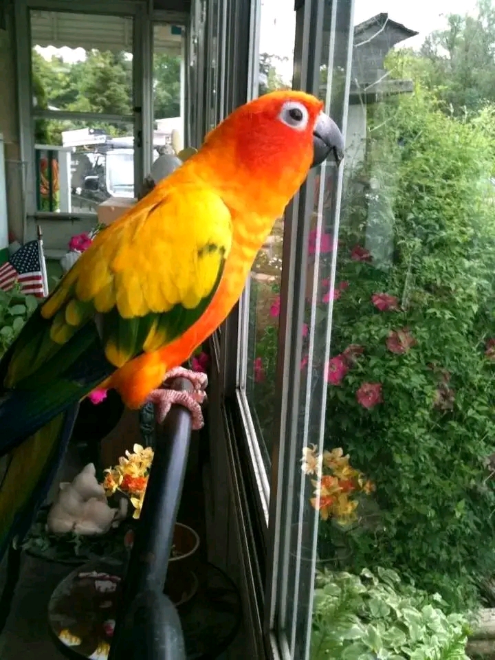 Sun Conures (Aratinga solstitialis).