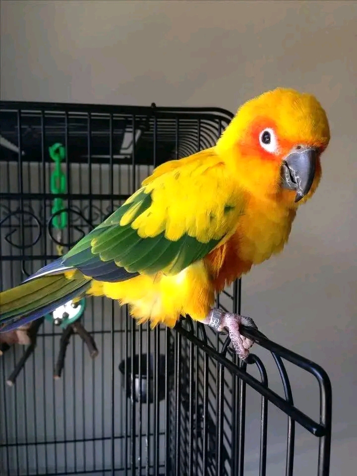 Sun Conures (Aratinga solstitialis).