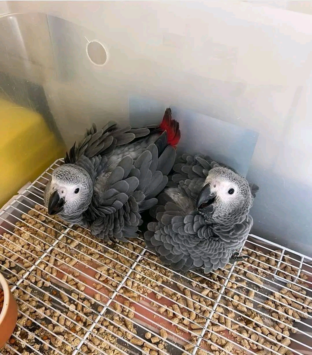 Baby macaw and grey