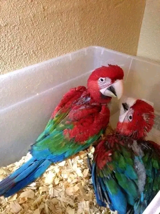Baby macaw and grey