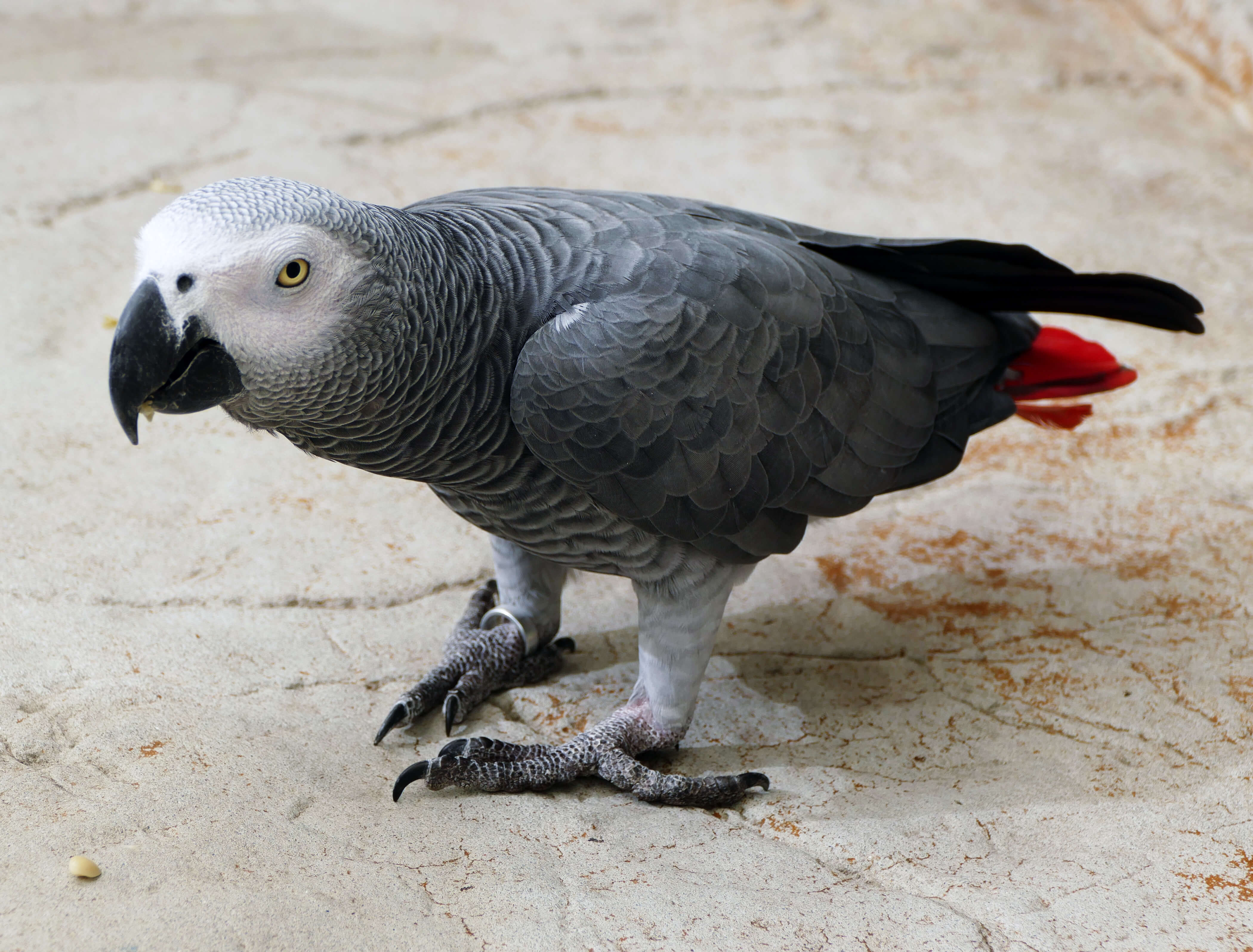 African Grey Parrots: The Genius Talkers of the Bird World